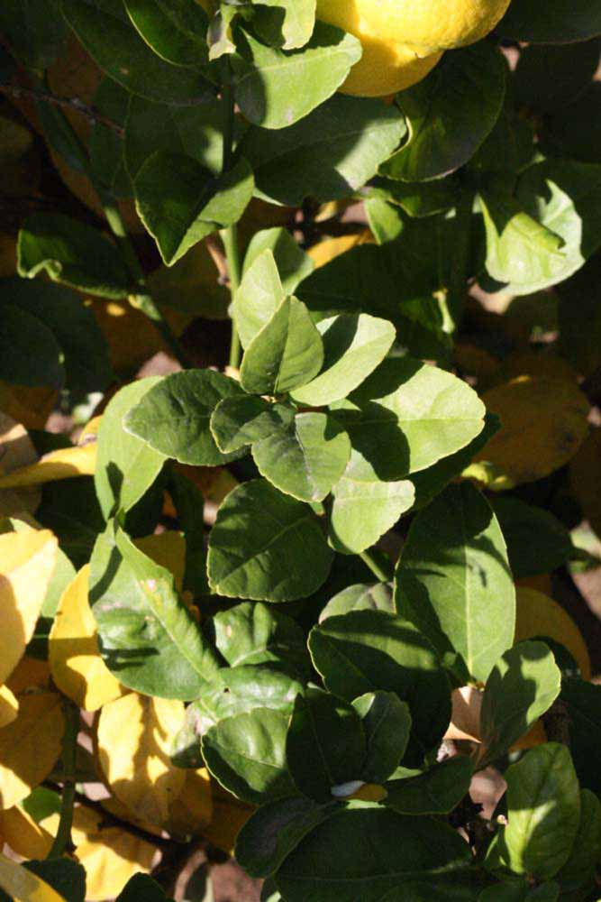            Sun leaves (Thornless Mexican lime, Riverside, CA)   